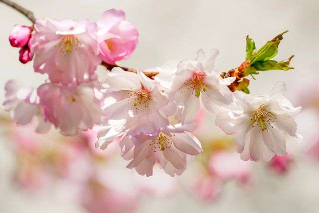 Delicate pink cherry blossoms in full bloom