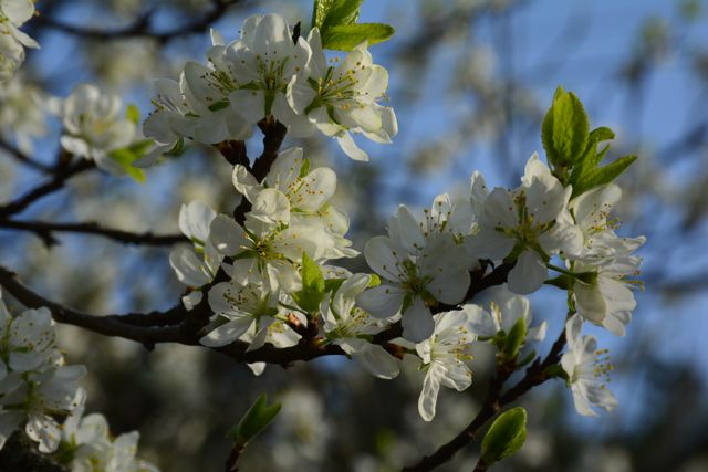 White blossoms on a tree branch