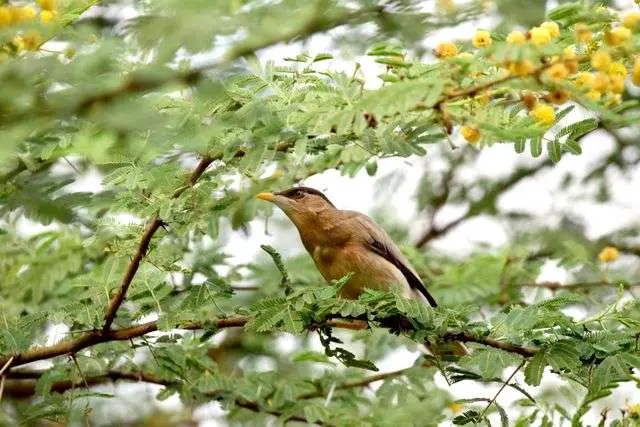 Bird perched on leafy branch.