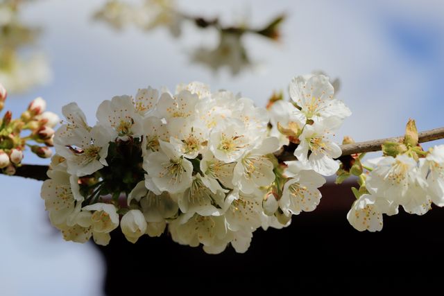 Delicate white cherry blossom flowers