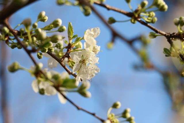 White flowers on a tree branch