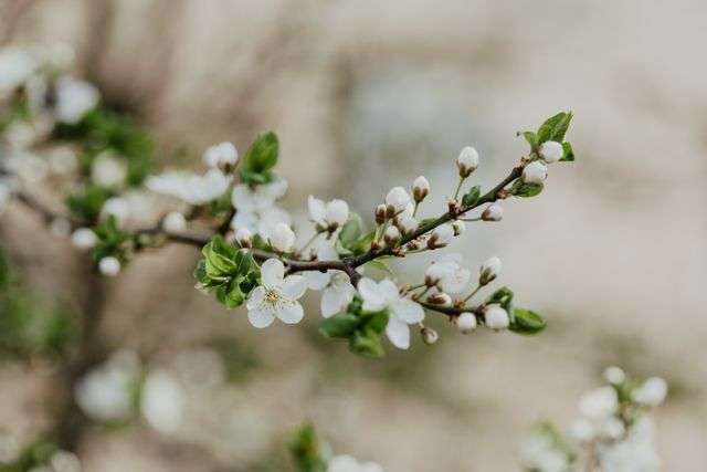 Delicate white blossoms on branches