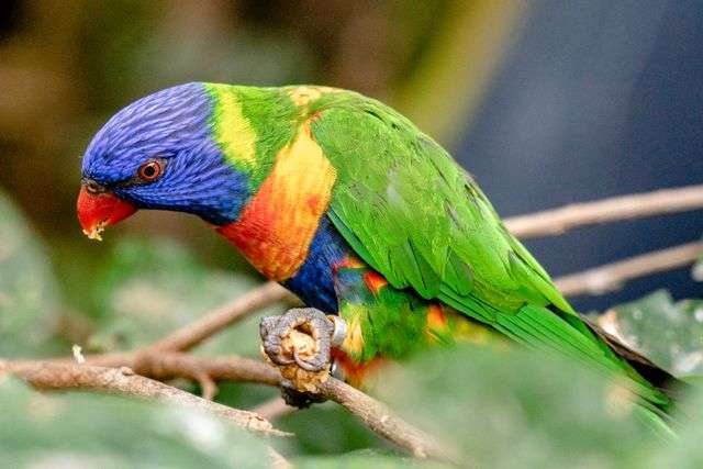 Colorful parrot perched on branch.