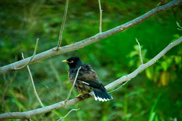 Bird perched on a branch.
