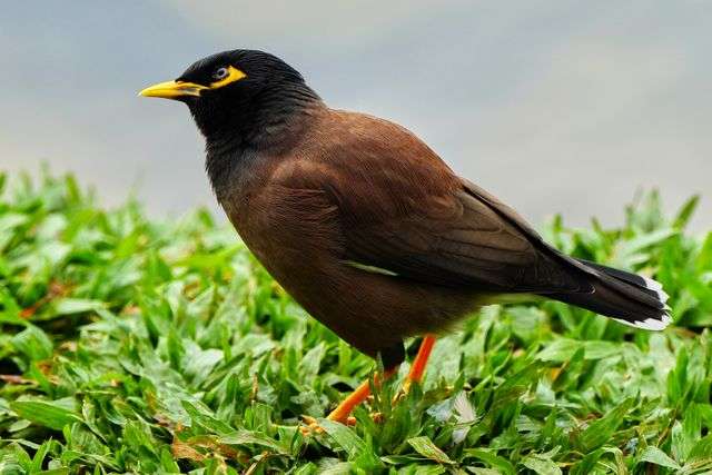 Brown bird with yellow beak