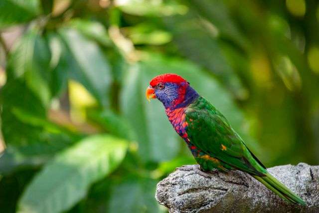 Colorful parrot perched on branch