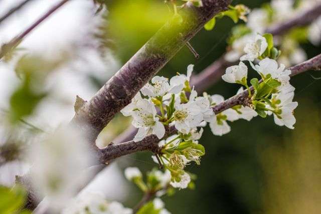 Beautiful white blossoms on a tree branch in early spring.