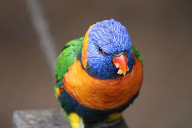 Colorful parrot with vibrant feathers