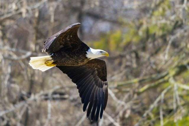 Eagle soaring through the trees.