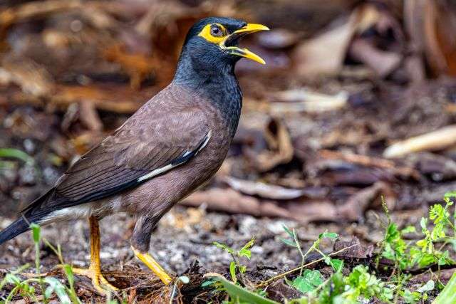 Bird singing on the ground.