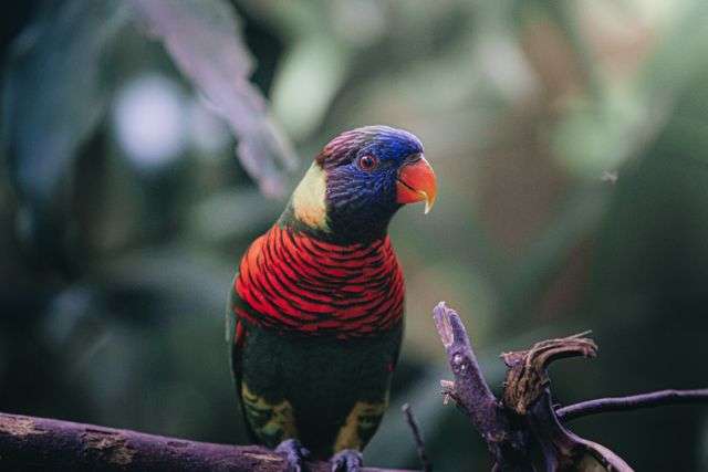 Colorful bird perched on branch