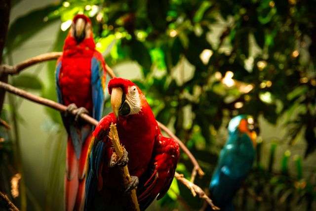 Colorful parrots perched on branches.