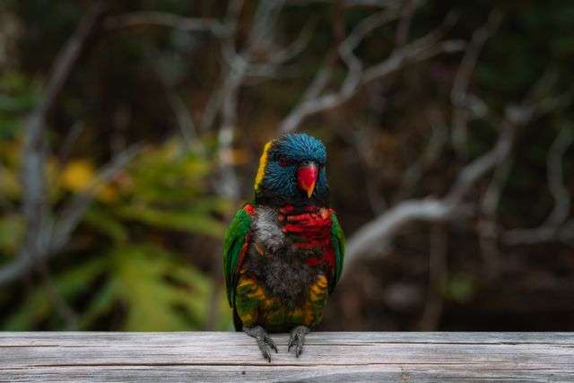 Colorful parrot perched on wood