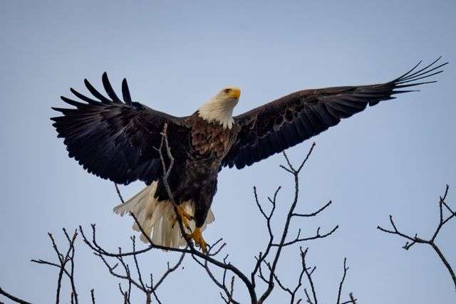 Eagle perched with wings spread wide.