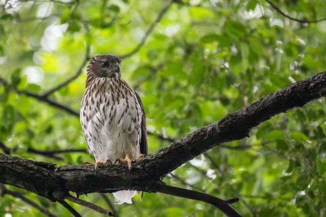 Hawk perched on a tree branch.