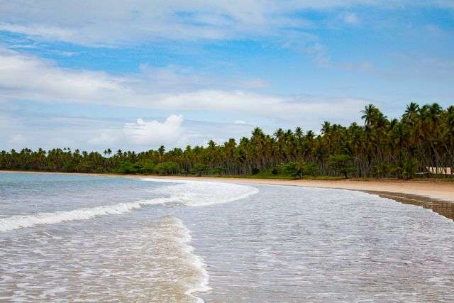 Serene beach with palm trees